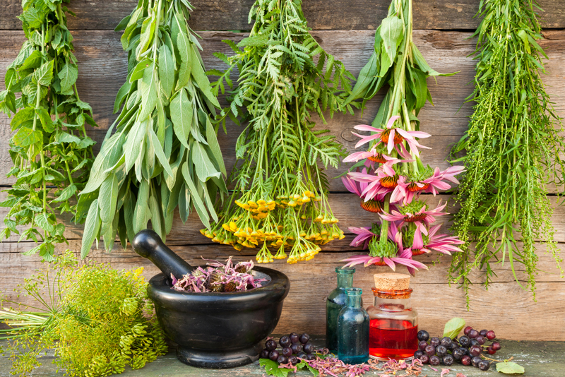 Picnics and Herbs