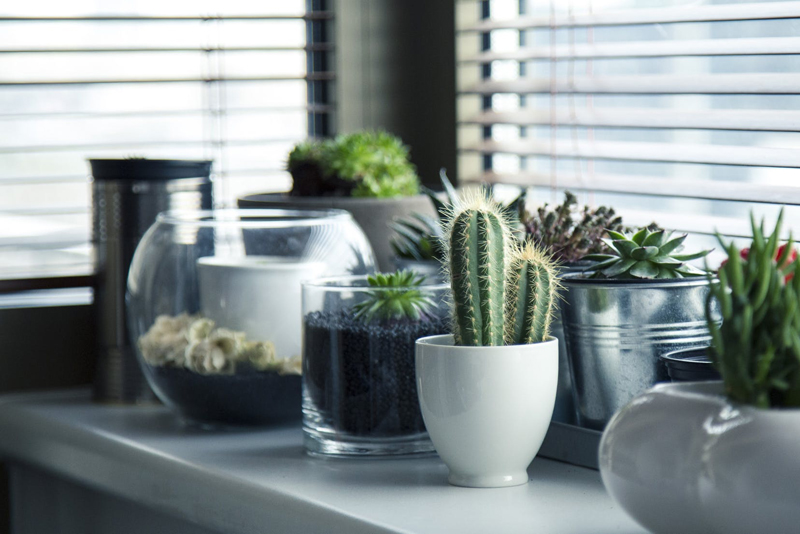 Houseplants for the Beginner and Beyond