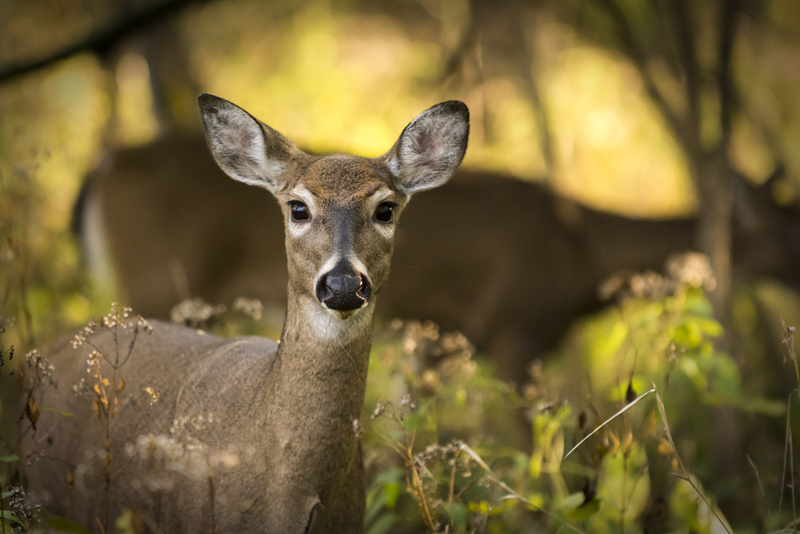 Ground Venison