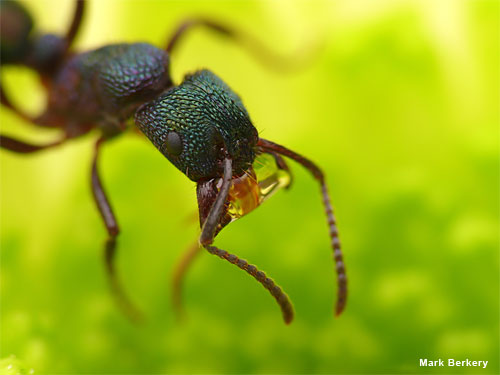 Green Head Ant by Mark Berkery