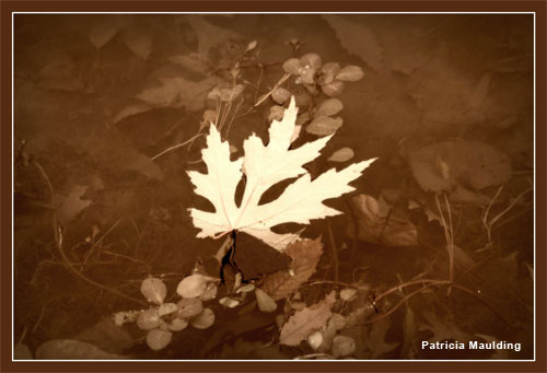 Autumn In Tones by Patricia Maulding