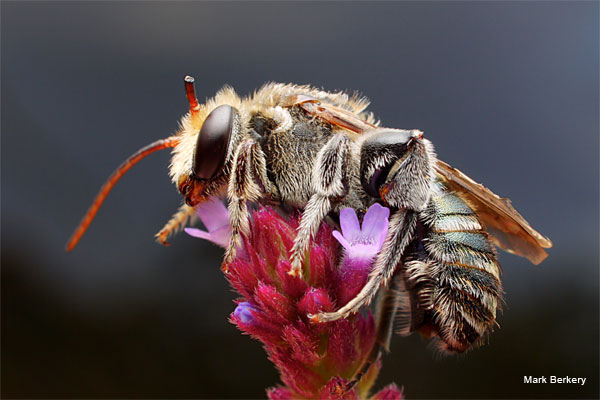 The Last Bee in the Field by Mark Berkery