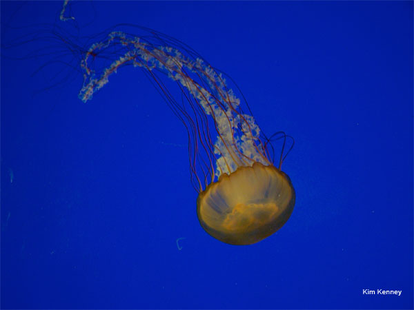 Jellyfish by Kim Kenney