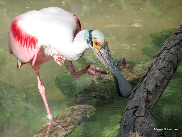 Spoonbill Scratching by Maury Schulman