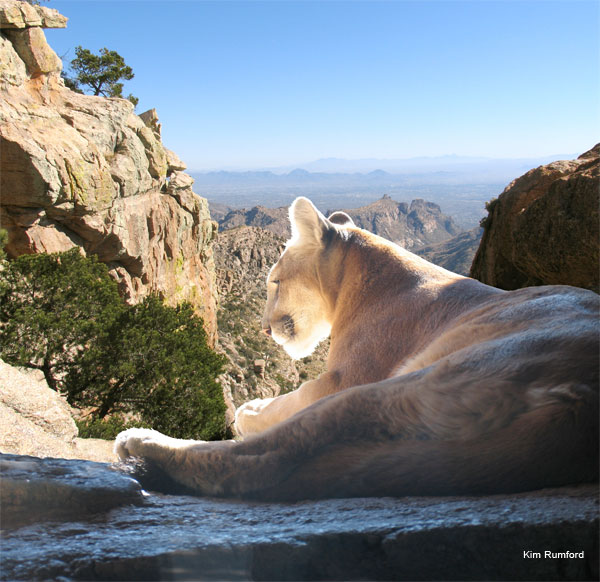 Mountain Lion, Arizona by Kim Rumford
