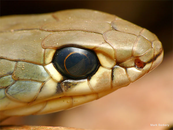 Eastern Brown Snake by Mark Berkery