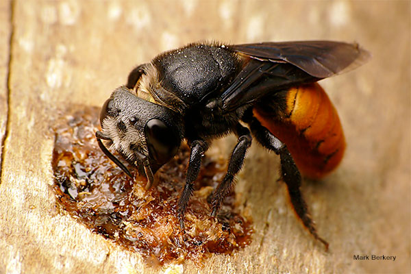 Fire Tail Resin Bee by Mark Berkery