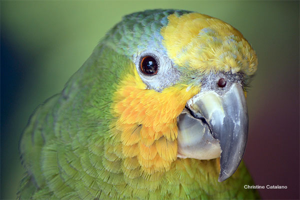 Green Parrot by Christine Catalano