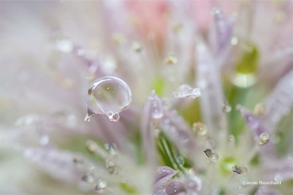 Chive Blossom Water Drop by Carole Bouchard