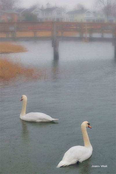 Swan Song by Joann Vitali