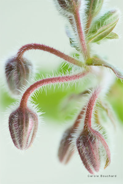 Borage Flower Buds by Carole Bouchard