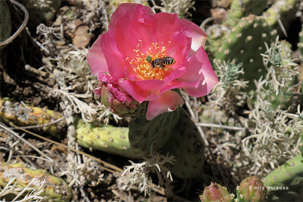 Cactus Flower by Emily Strauss