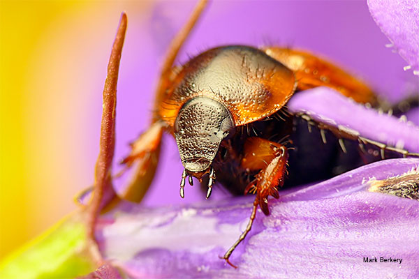 Beetle by Mark Berkery