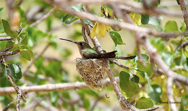 Capitol Gorge Hummingbird by Donna Sciandra