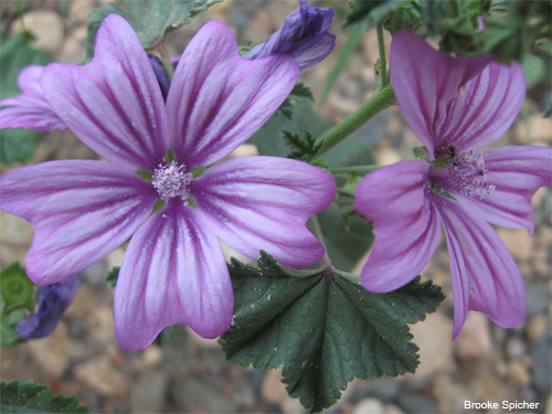 Priorats Purple Flower by Brooke Spicher