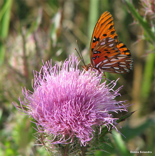 Thistle and Butterfly by Donna Sciandra