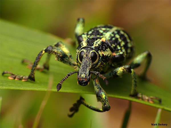 Gday from the Rainforest Weevil by Mark Berkery