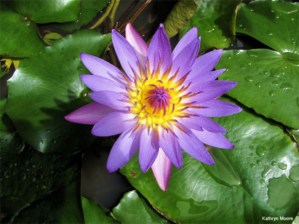 Purple Lotus by Kathryn Moore