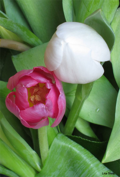 Tulip Pair by Lisa Shea