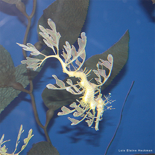 Leafy Seadragon by Lois Elaine Heckman