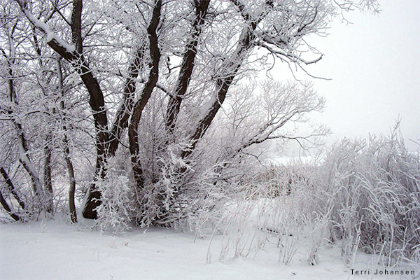 Trees in Winter by Terri Johansen