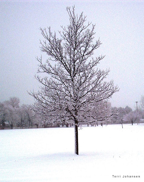 Tree in Snow by Terri Johansen