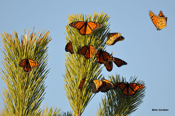 Monarchs in Montauk by Mike Gordeev
