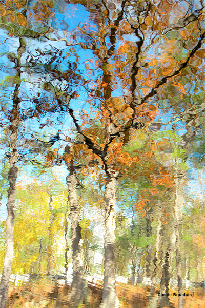 Tree Reflection by Carole Bouchard