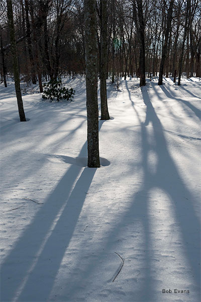 Winter Shadows by Bob Evans