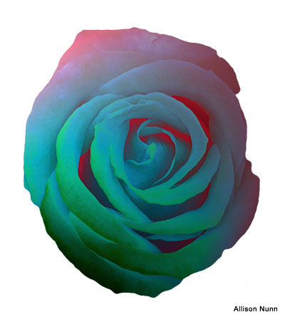 Rainbow Rose by Allison Nunn