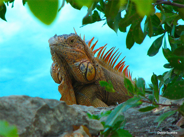 Cozumel Iguana by Donna Sciandra