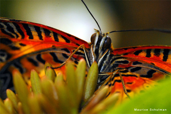 Hi Butterfly by Maury Schulman