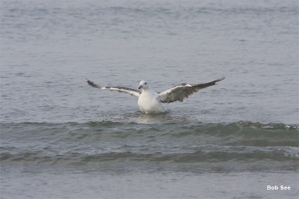 Plum Island Seagull by Bob See