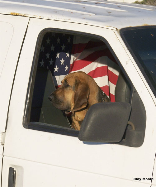 American Dog by Judy Moore