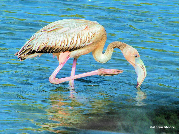 Wading Flamingo by Kathryn Moore