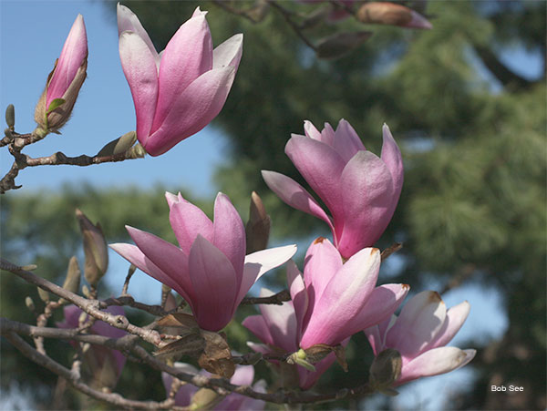 Pink Magnolia by Bob See