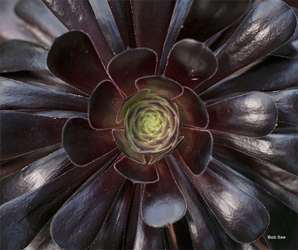 Fractal Succulent by Bob See