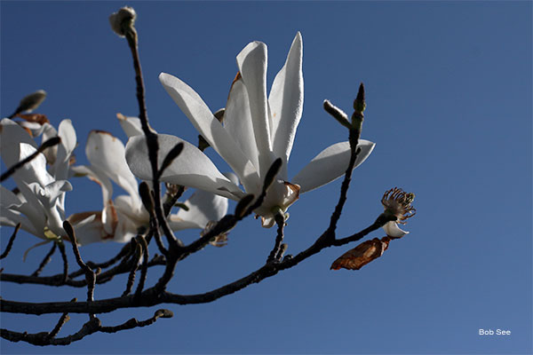 Anise Magnolia by Bob See