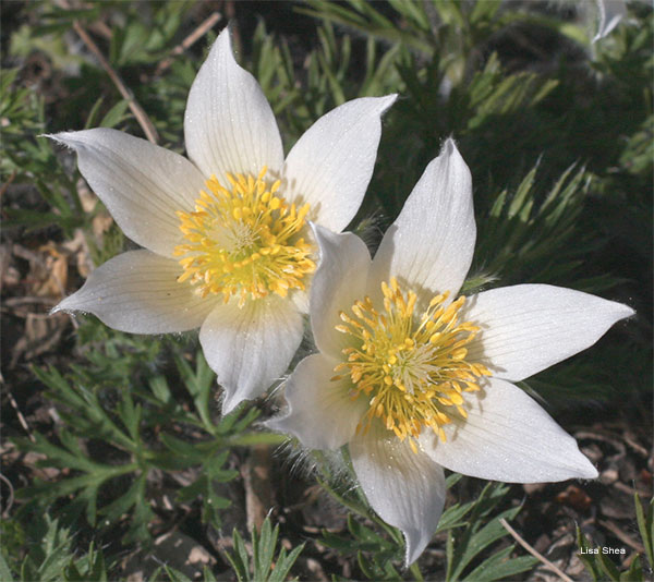 Pasque Flower by Lisa Shea