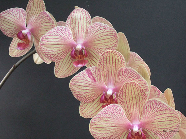 Elegantly Arching Orchids by Beth Weiner