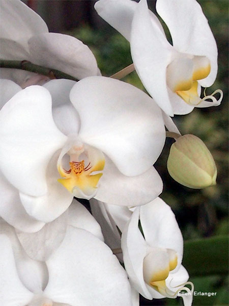 Orchids Speak by Ellen Erlanger 