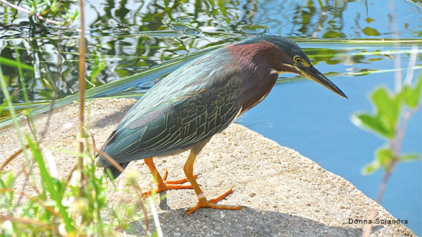 Little Green Heron by Donna Sciandra