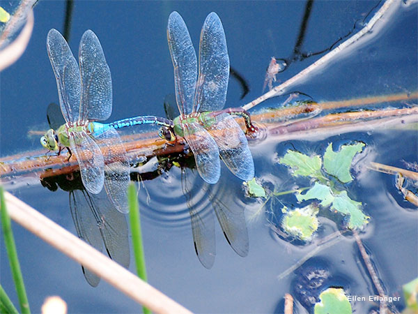 Dragonfly Love by Ellen Erlanger