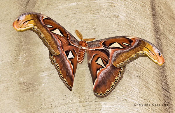 Atlas Moth by Christine Catalano