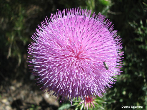 Red Canyon Thistle by Donna Sciandra