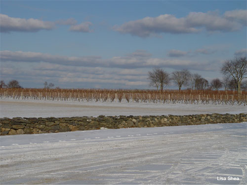 Rhode Island Vineyard