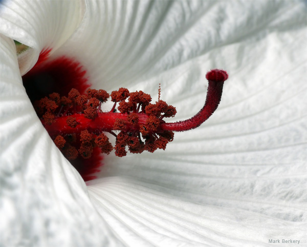 Hibiscus Flower, What All The Activity Is Founded On by Mark Berkery