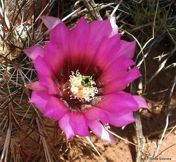 Pink Cactus by Donna Sciandra