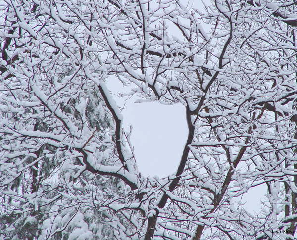 Windows in Snow Lace by Lisa Shea
