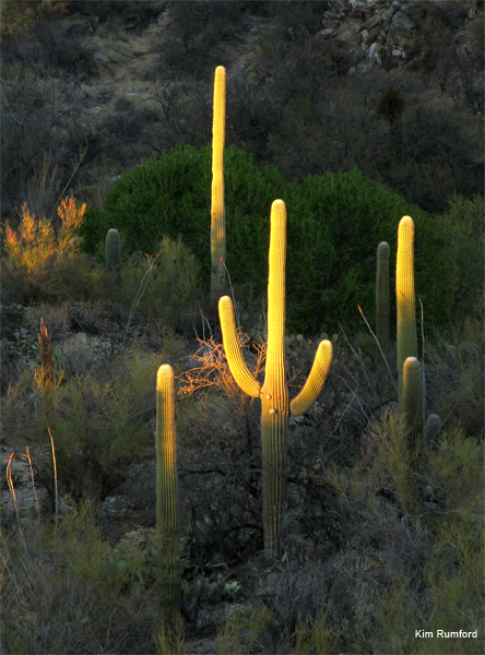Last Light in Sabino Canyon, Arizona by Kim Rumford